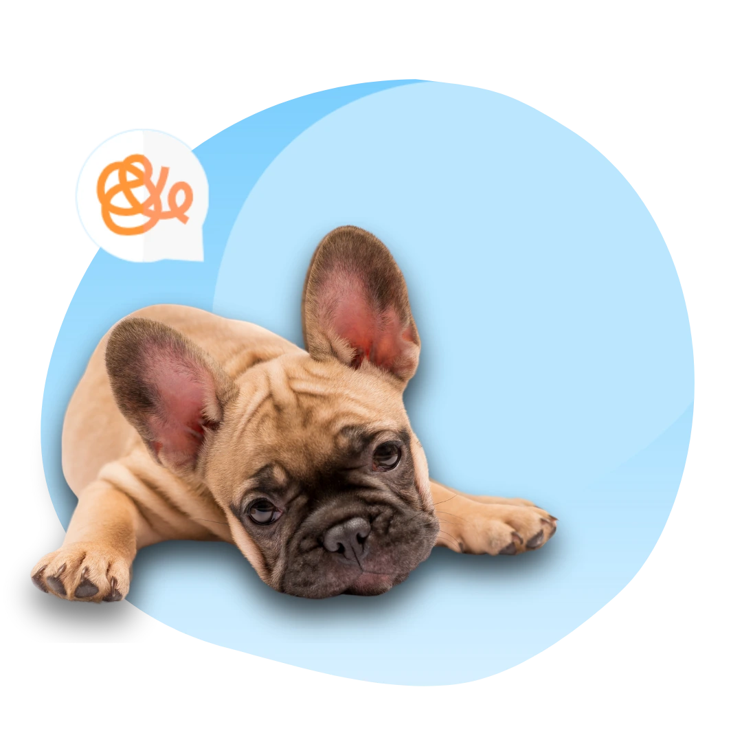 French Bulldog lying down looking bored – Heart N Paws boredom busters, part of pet wellness and comfort essentials