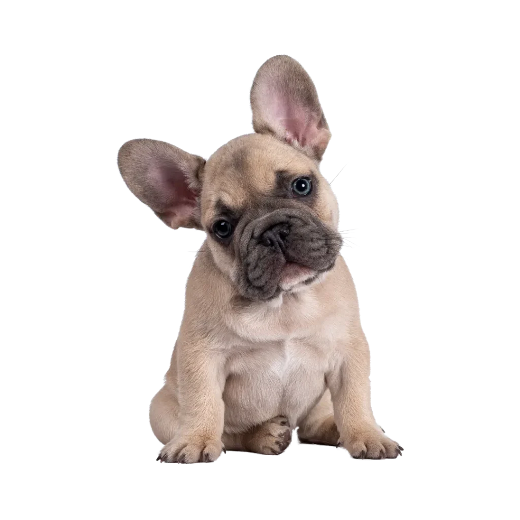 Cute French Bulldog puppy sitting with head tilted – About Heart N Paws