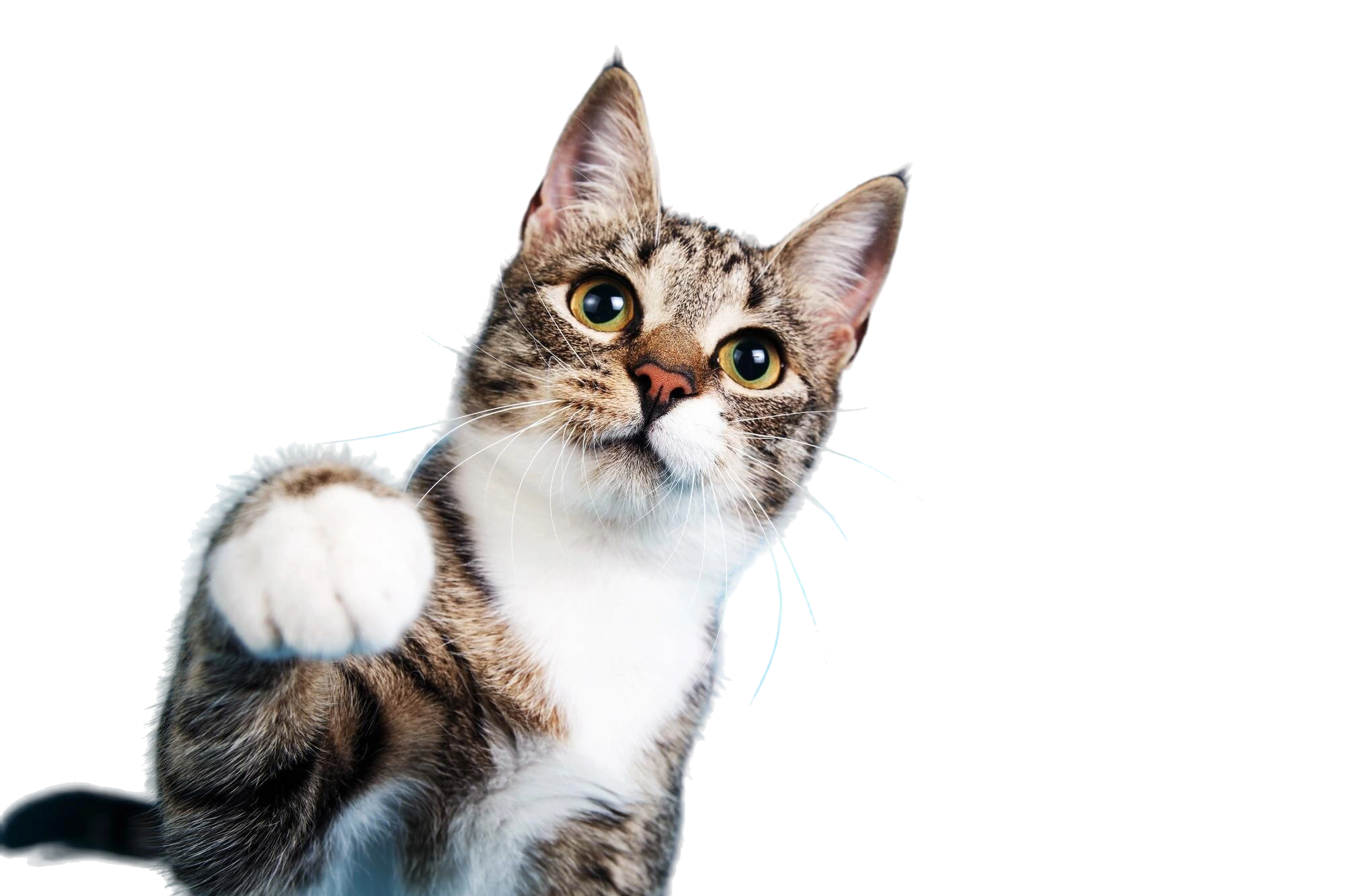 portrait-cat-against-blue-background