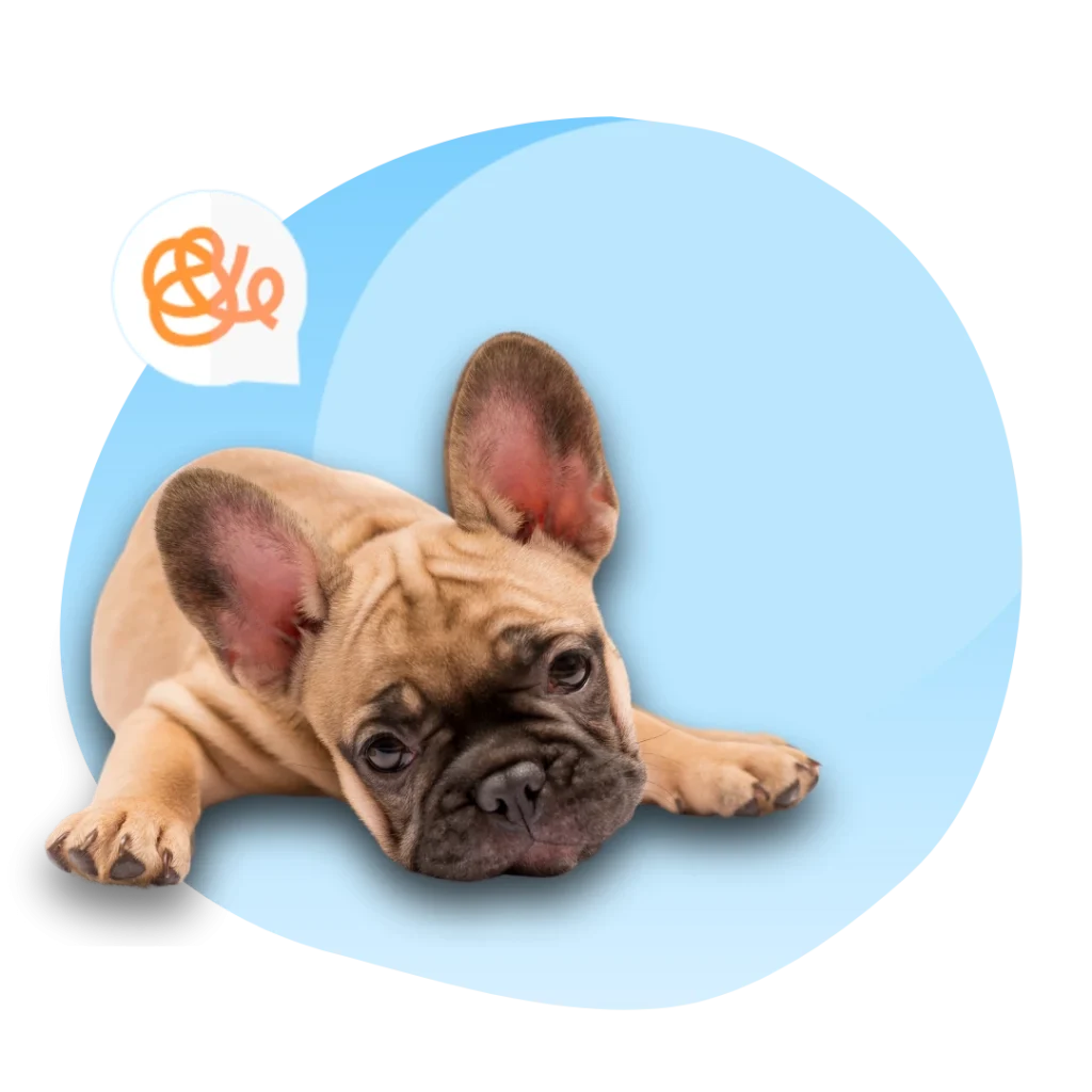 French Bulldog lying down looking bored – Heart N Paws boredom busters, part of pet wellness and comfort essentials