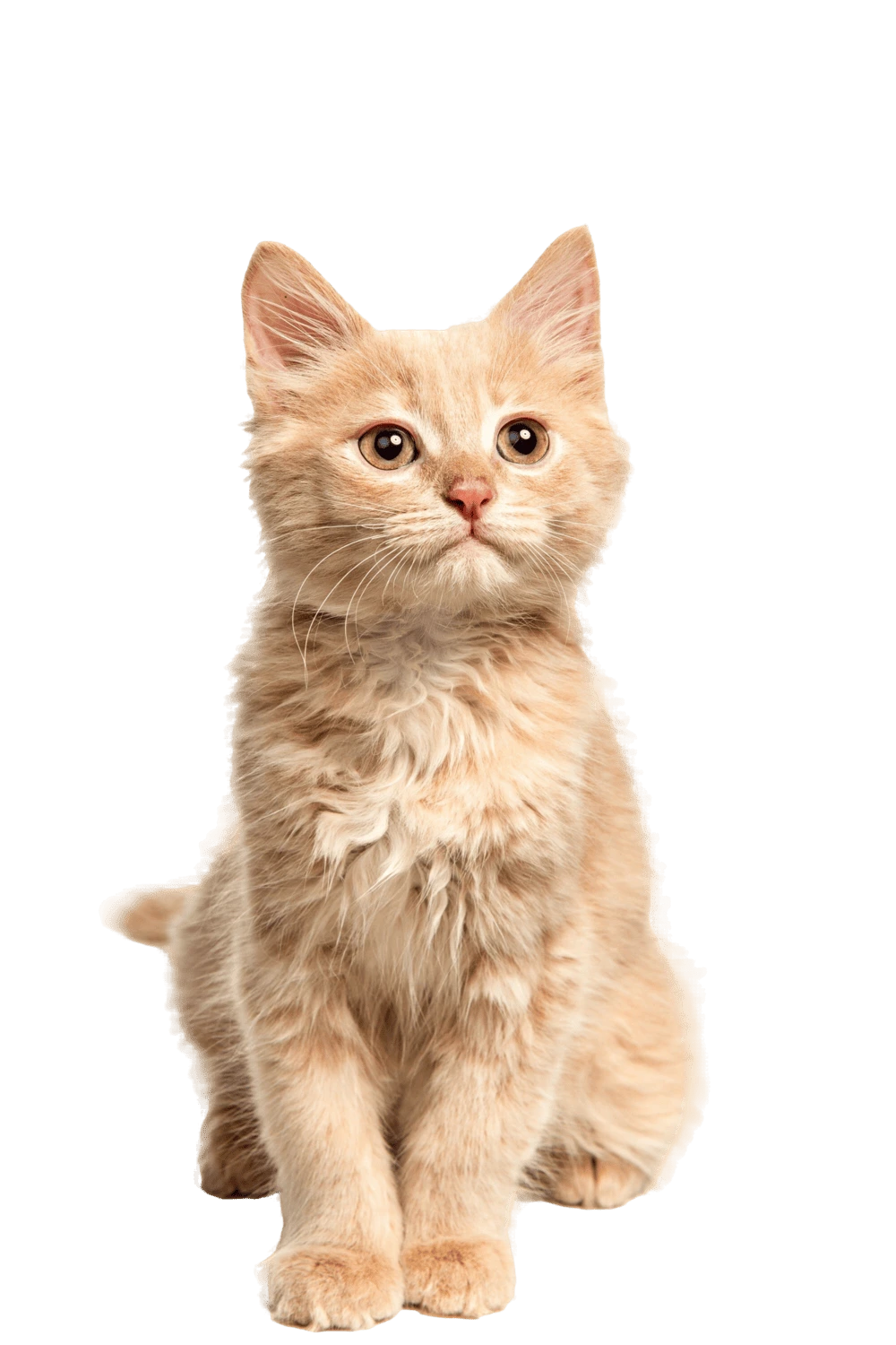 Cat happy - soothing happy pet product