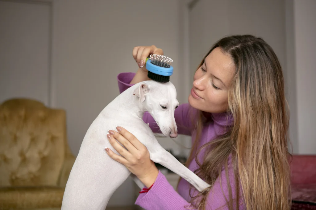 Dog hair on sofa cushions – pet hair problems in the home
