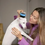 Dog hair on sofa cushions – pet hair problems in the home