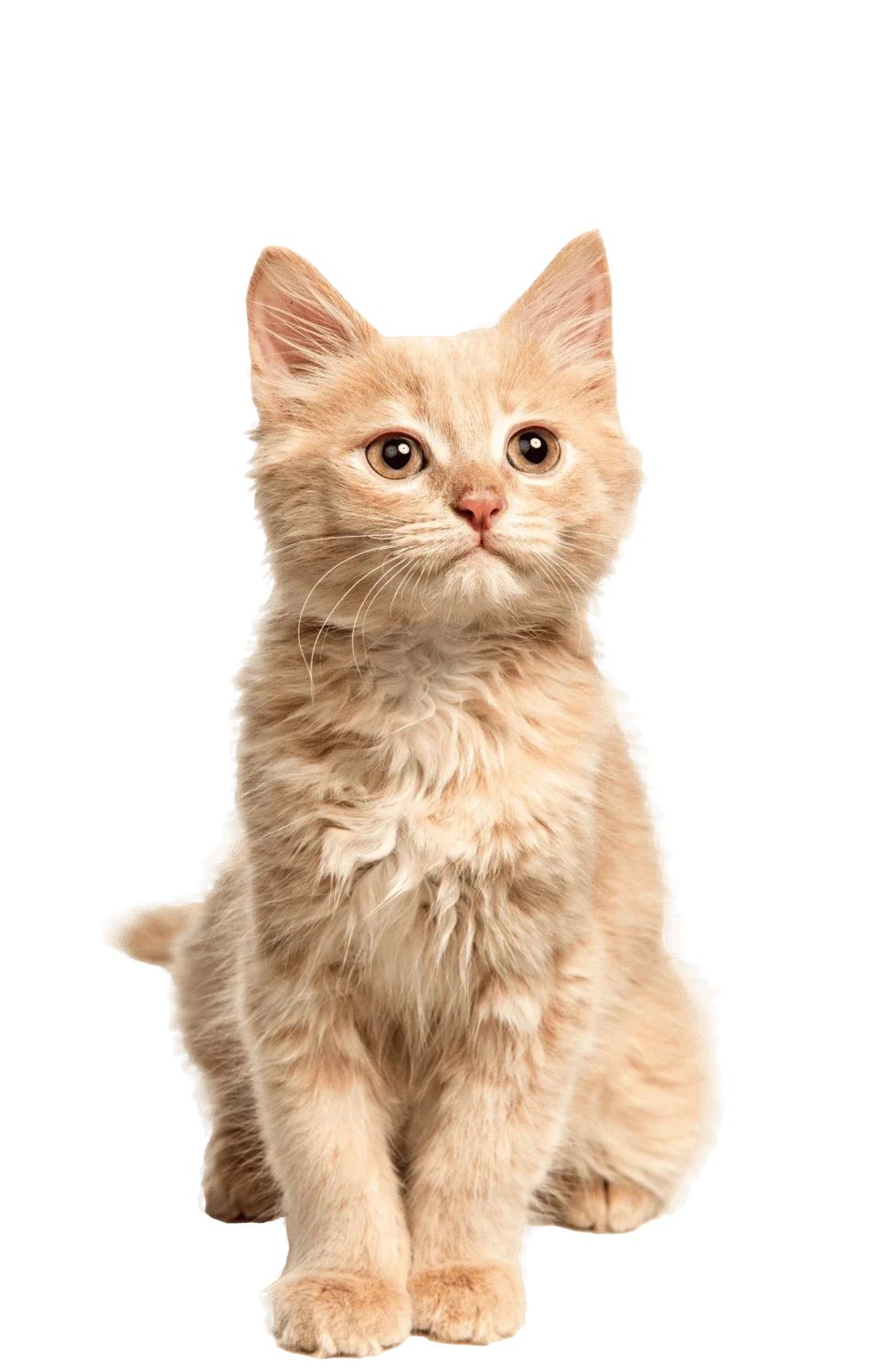Adorable ginger kitten sitting upright – Heart N Paws Pet Wellness and Comfort Essentials